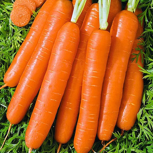 Насіння Моркви Дитяча (3г), фото 1