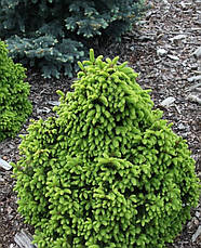 Ялина звичайна Barryi 4 річна, Ель обыкновенная / европейская Барри, Picea abies Barryi, фото 3