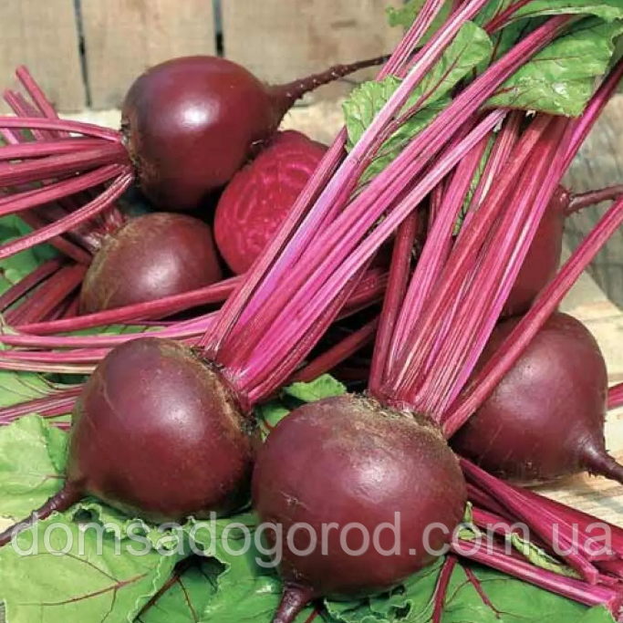 Буряк ПАБЛО F1 Bejo 50 000 шт