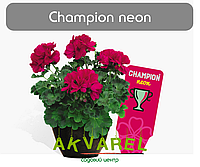 Champion neon