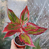 Аглаонема Крит Флейм (Aglaonema Crete Flame)