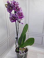 Живые комнатные цветы орхидеи в горшке для дома, комнатные цветы (фиолетовая в горошек орхидея)