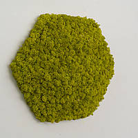 Панно из мха - Шестиугольная панель 33 см - Lime Green - Organic Design