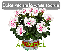 Dolce Vita Stella White Sparkle