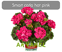 Smart Carla Hot Pink