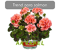 Trend Nora Salmon