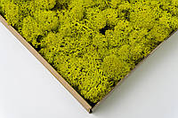 Стабилизированный мох - Ягель - Lime Green - 0,5 кг - Organic Design