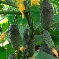 Огурец Колибри F1, 10шт - семена Seedera, плоды 5-8см