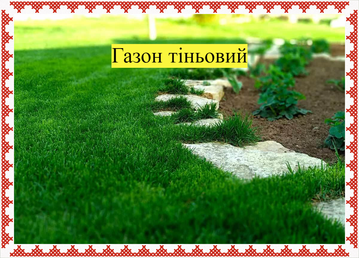 Газонная трава Теневая | Семена газонной травы | Газонная травосмесь 3 ...