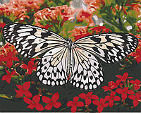 Картина по номерам 40х50 см. Бабочка в цветах АС13119