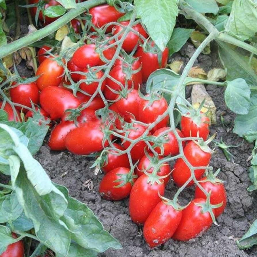 Насіння томату Брисколино F1 100 шт, United Genetics