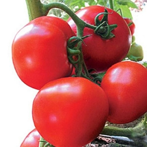 Насіння Томату Эсмира F1 100 насінин ранній, Rijk Zvaan