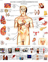 Плакат "Анатомия и заболевания эндокринной системы".50x64.5 см