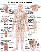 Анатомический плакат Лимфатическая система 50×64.5см.