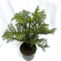 Араукария Комнатная ель, Araucaria heterophylla