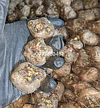 Ліатрис Spicata 10/12, фото 5