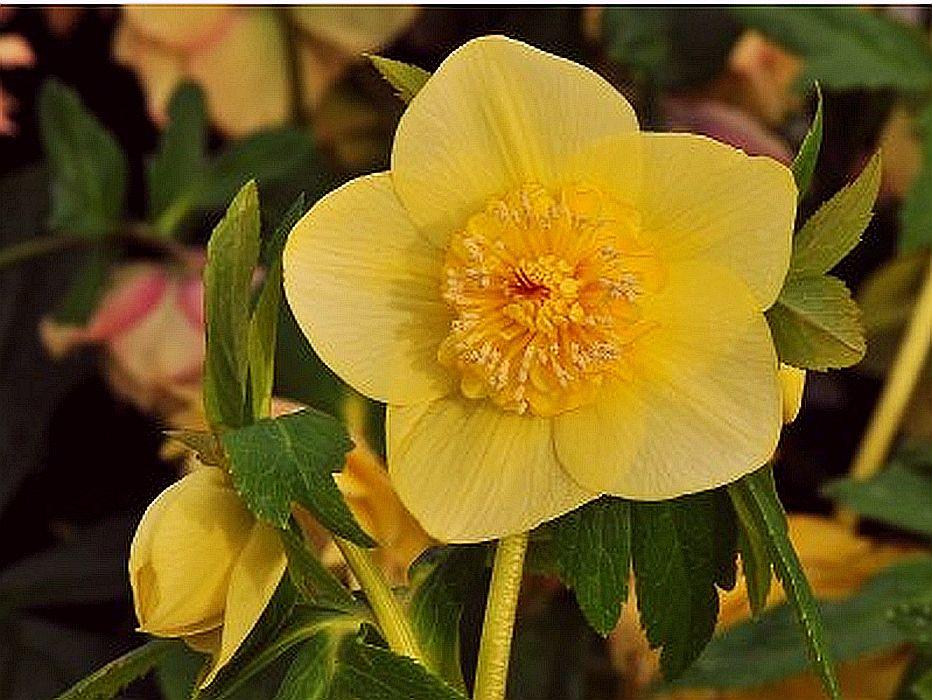 Морозник Anemone Yellow (Анемона жовта )