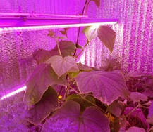 Світлодіодний фітосвітильник SL-7001F 14W лінійний Т5 220V IP20 (fito spectrum led) Код.58764, фото 6
