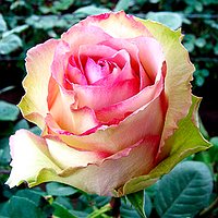 Саженцы чайно-гибридной розы Эдвенчер (Rose Adventure)