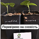 Бавовна хлопок насіння (10 шт) (Gossypium hirsutum) бавовник звичайний сухоцвіт, фото 4