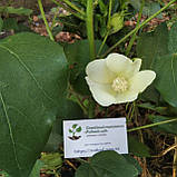 Бавовна хлопок насіння (10 шт) (Gossypium hirsutum) бавовник звичайний сухоцвіт, фото 7