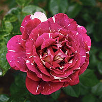 Саженцы чайно-гибридной розы Пестрая Фантазия (Rose Pestraja Fantazija)