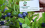 Чорниця насіння (0,1 г прибл 400 шт) (Vaccenium myrtillus) звичайна європейська лохина борівка чорничник, фото 4