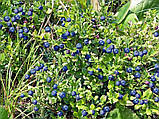 Чорниця насіння (0,1 г прибл 400 шт) (Vaccenium myrtillus) звичайна європейська лохина борівка чорничник, фото 6