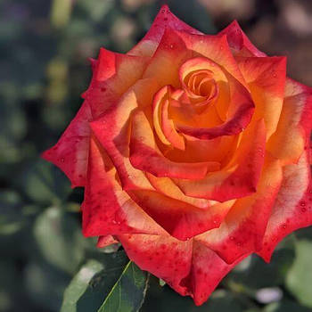Саджанці чайно-гібридної троянди Утопія (Rose Utopia)