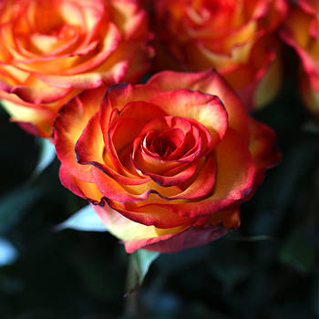 Саджанці чайно-гібридної троянди Хай Меджик (Rose High Magic)