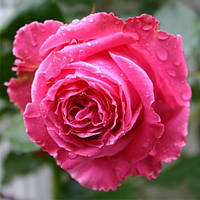 Саженцы чайно-гибридной розы Август Ренуар (Rose Auguste Renoir)