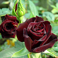 Саженцы чайно-гибридной розы Блэк Баккара (Rose Black Baccara)