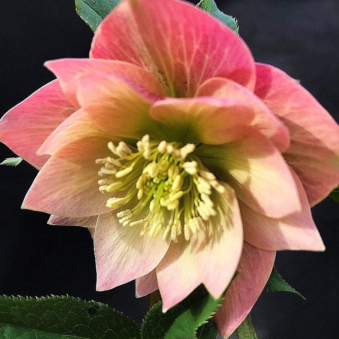 Морозник Double apricot (Подвійний абрикос )