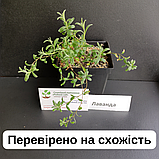 Лаванда насіння 0,1 гр (прибл 100 шт) вузьколиста англійська (Lavándula angustifólia) багаторічна справжня садова колоскова, фото 3