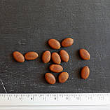 Гледичія насіння (20 шт) (Gleditsia triacanthos) трьохколючкова акація колюча медонос, фото 2