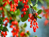 Барбарис насіння (20 шт) (Berberis vulgaris) європейський звичайний, фото 4