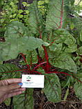 Мангольд насіння 2 грами (близько 100 штук) листовий буряк на посадку, фото 6