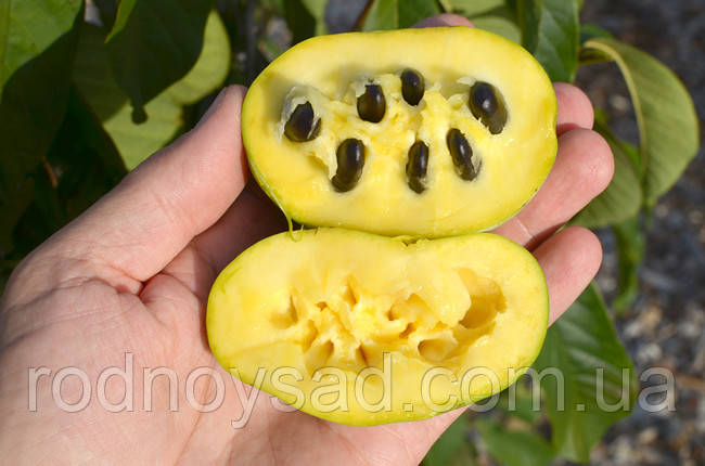 Азимина трёхлопастная семена (10 шт) (Asimina triloba) мексиканский банан пав-пав - фото 3 - id-p766883350