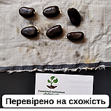 Азиміна трилопатева насіння (10 шт) (Asimina triloba) мексанський банан пав-пав, фото 5