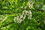 Акація біла насіння (1 г прибл. 50 шт) (Robinia pseudoacacia) робінія звичайна псевдоакація, фото 7