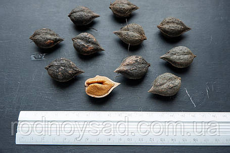 Семена серцевидного ореха