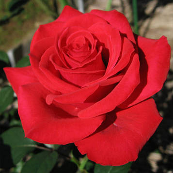 Троянда плетиста "Bengala" саджанець170 см.
