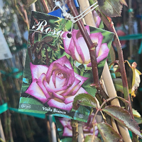 Роза плетистая "Viola Bianco" сажанец 170 см.