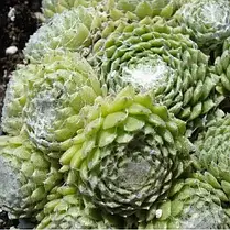 Кам'яна троянда Tomentosum, фото 4