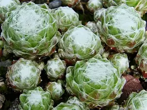 Кам'яна троянда Tomentosum, фото 3
