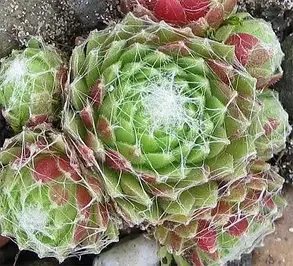 Кам'яна троянда Tomentosum, фото 1