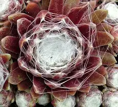 Кам'яна троянда Tomentosum, фото 5