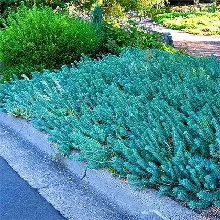 Седум Blue Spruce, фото 1