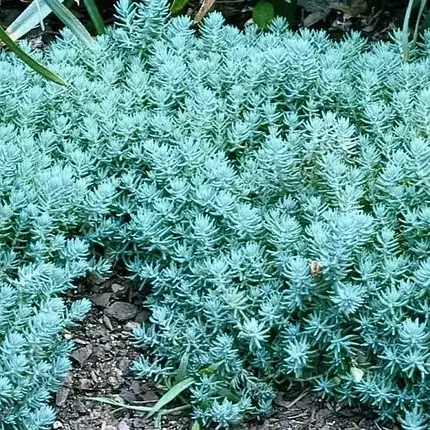 Седум Blue Spruce, фото 3