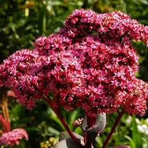 Седум Matrona, фото 1